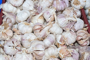 garlic