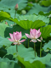 blooming lotus flower