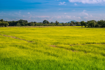Obraz premium Rice field in Thailand