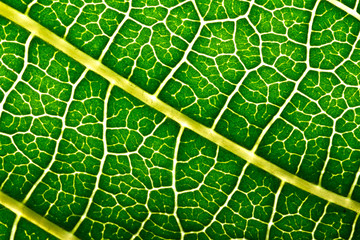 Leaf texture