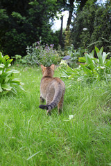 Cat in garden