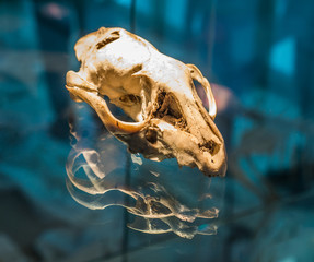 Animal skull with reflect shado