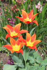 Orange tulips