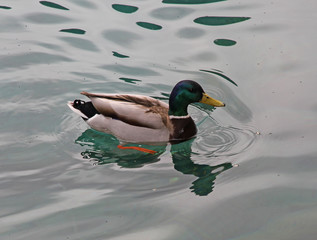 duck that swims in pond water