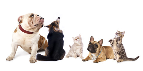 group  of dogs and  cat  look up in white background.