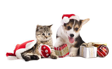 Obraz premium dog and cat and kitens wearing a santa hat