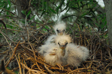 great egret chicks in nest