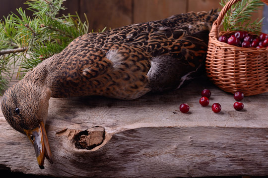 wounded wild duck hunter
