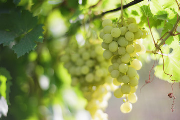 Fresh Green grapes on vine.