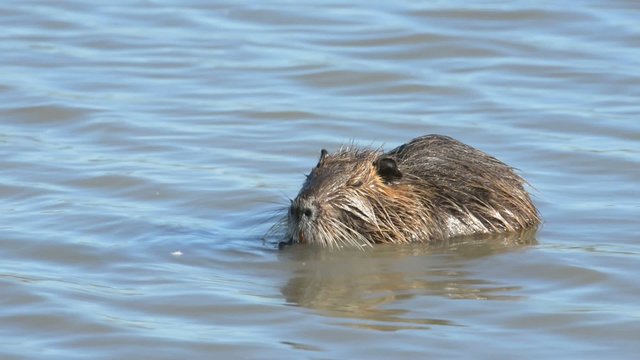 Nutria, Coypu, Myocastor coypus