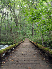 奥入瀬渓流の橋