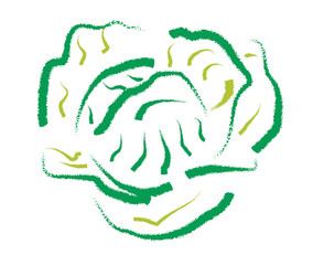 Hand drawing Cabbage
