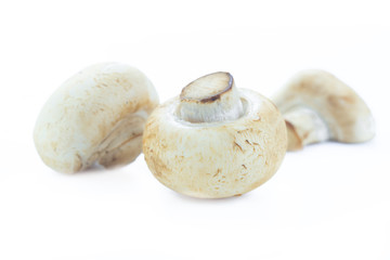 Champignon on white background