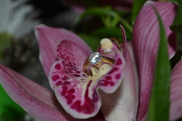 кольцо © Tataurova Nataliya