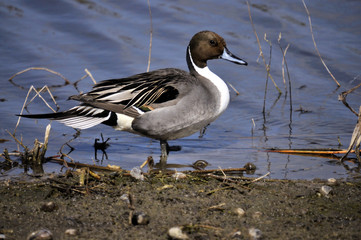 Pintail