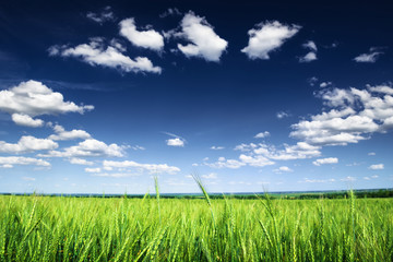 Obraz premium Wheat field against blue sky with white clouds. Agriculture scen