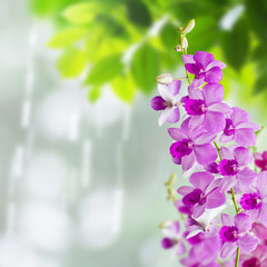 Orchids in rainy day © ArtBackground