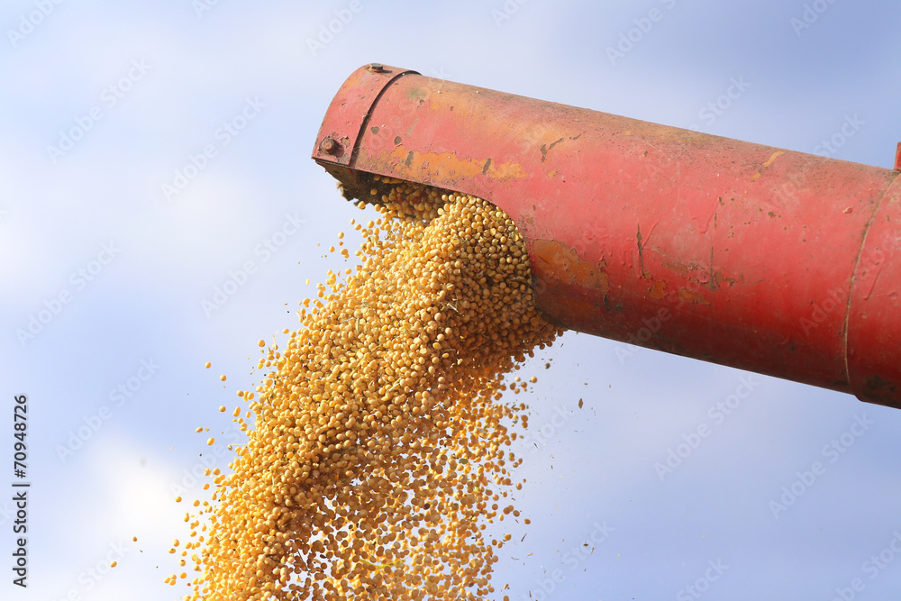 Wall mural soybean harvest