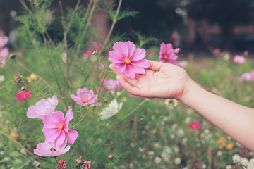 Young woman picking flowers in meadow