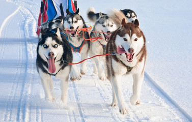 Husky dog team is running at sled dog race on snow