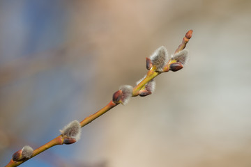 willow branch