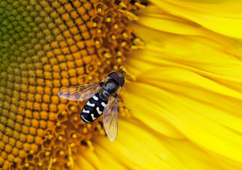 Honeybee on a sunflower
