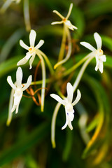 Vanda falcata, Japan