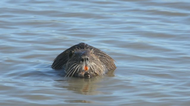 Nutria, Coypu, Myocastor coypus