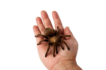 Tarantula on a hand.