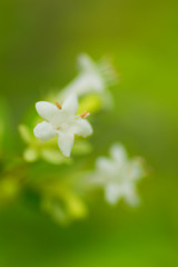 Abelia chinensis var ionandra, Caprifoliaceae