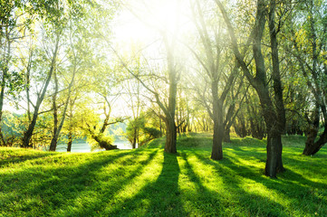 Fototapeta na wymiar summer forest with sun and shadow