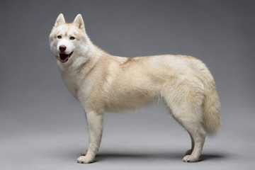 Portrait of siberian husky on gray background