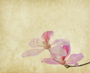 bauhinia flower on Grunge Abstract Background