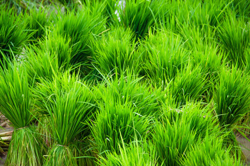 Rice seedling ready to transplanting