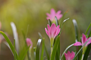 Obraz premium flower in fresh morning