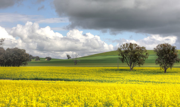 Farming Canolo in Cowra