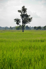 Alone tree among rice field