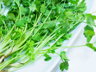 Coriander