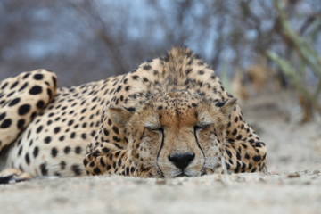 African Cheetah