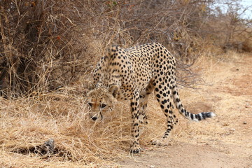 African Cheetah