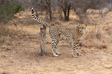 African Cheetah