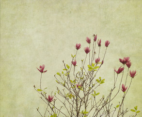 Fototapeta na wymiar Pink magnolia flowers on old paper background