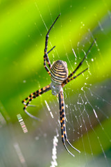 Spider, Argiope bruennichi