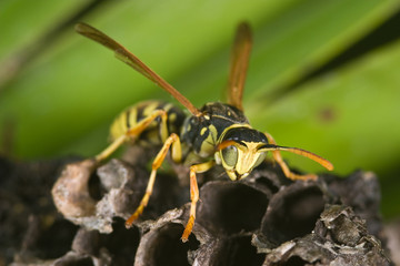 Wasp (Polistes bischoffi)
