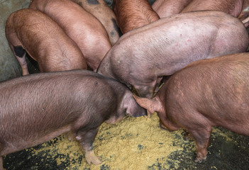 piglets at farm