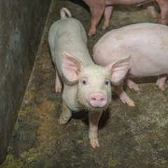 piglets at farm