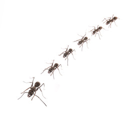 ant isolate on white background