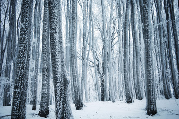 frozen trees in a cold forest in winter
