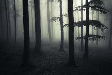 Foto op Plexiglas dark forest landscape © andreiuc88