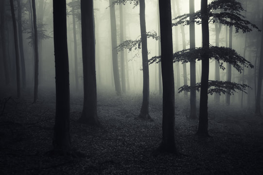 dark forest landscape